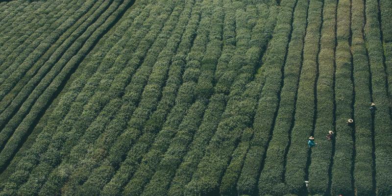 独立游戏开发者必读：从游戏评测与攻略中洞察单机游戏市场动态